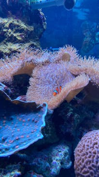 鴨川シーワールドに投稿された画像（2023/9/1）