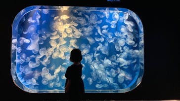 鴨川シーワールドに投稿された画像（2023/9/1）