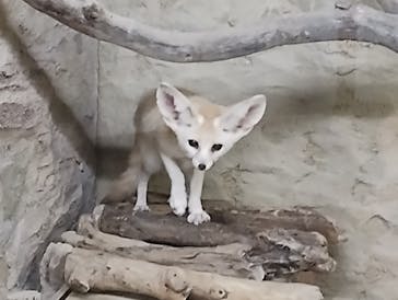 長崎バイオパークに投稿された画像（2023/9/1）