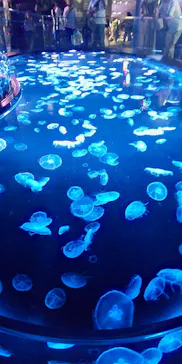 すみだ水族館に投稿された画像（2023/9/1）