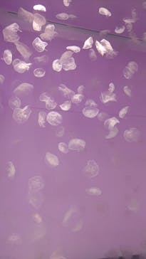 アクアワールド茨城県大洗水族館に投稿された画像（2023/9/1）