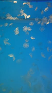 アクアワールド茨城県大洗水族館に投稿された画像（2023/9/1）