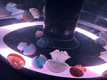 マクセル アクアパーク品川に投稿された画像（2023/9/1）