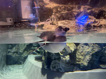 すみだ水族館に投稿された画像（2023/9/1）