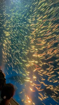 名古屋港水族館に投稿された画像（2023/9/1）