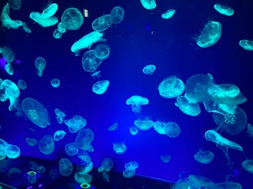 名古屋港水族館に投稿された画像（2023/9/1）