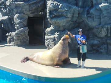 鴨川シーワールドに投稿された画像（2023/9/1）