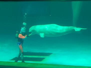 鴨川シーワールドに投稿された画像（2023/9/1）