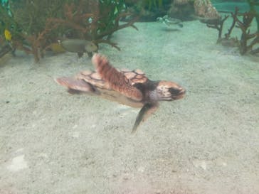 鴨川シーワールドに投稿された画像（2023/9/1）