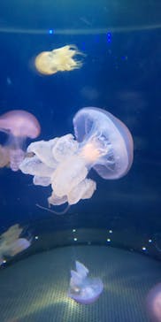 新江ノ島水族館に投稿された画像（2023/9/1）