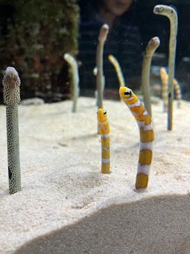 京都水族館に投稿された画像（2023/9/1）