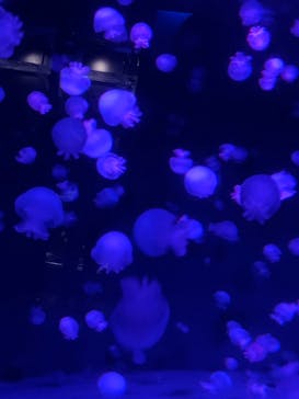 京都水族館に投稿された画像（2023/9/1）