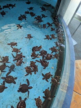 串本海中公園水族館に投稿された画像（2023/9/1）