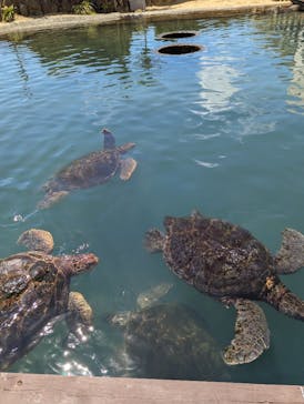 串本海中公園水族館に投稿された画像（2023/9/1）