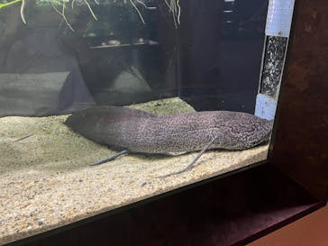 カワスイ 川崎⽔族館に投稿された画像（2023/9/1）