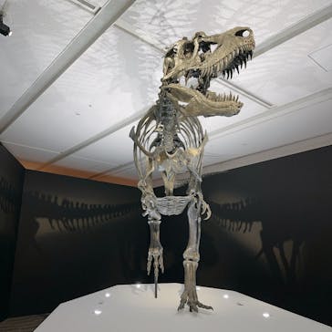 DinoScience 恐竜科学博 2023@TOKYO MIDTOWNに投稿された画像（2023/9/1）