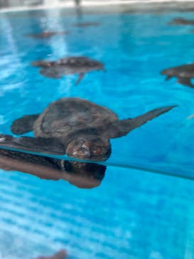 名古屋港水族館に投稿された画像（2023/9/1）