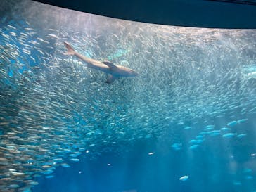 名古屋港水族館に投稿された画像（2023/9/1）