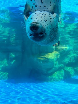 越前松島水族館に投稿された画像（2023/9/1）