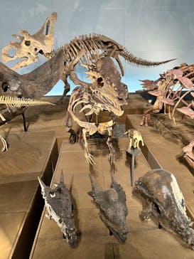 福井県立恐竜博物館に投稿された画像（2023/9/1）