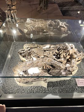 福井県立恐竜博物館に投稿された画像（2023/9/1）