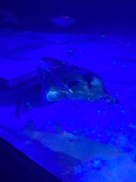 サンシャイン水族館に投稿された画像（2023/9/2）