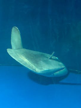 サンシャイン水族館に投稿された画像（2023/9/2）