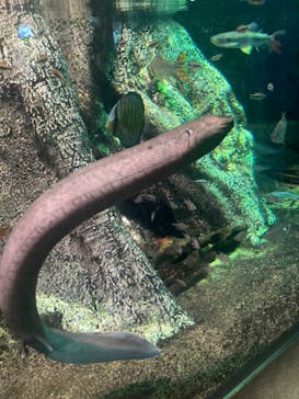 サンシャイン水族館に投稿された画像（2023/9/2）