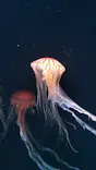 サンシャイン水族館に投稿された画像（2023/9/2）