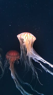 サンシャイン水族館に投稿された画像（2023/9/2）