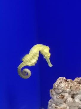 サンシャイン水族館に投稿された画像（2023/9/2）