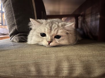 猫カフェモカ　池袋東口店に投稿された画像（2023/9/2）