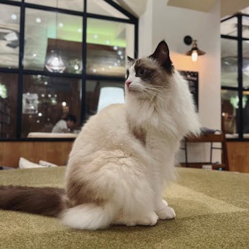 猫カフェモカ　池袋東口店に投稿された画像（2023/9/2）