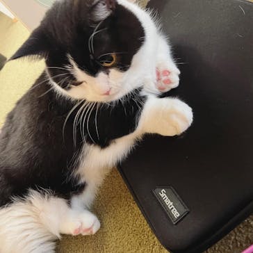 猫カフェモカ　池袋東口店に投稿された画像（2023/9/2）