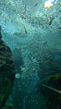 上越市立水族博物館 うみがたりに投稿された画像（2023/9/2）