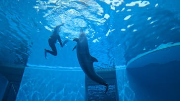 上越市立水族博物館 うみがたりに投稿された画像（2023/9/2）