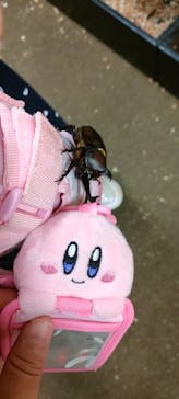 JOYPOLIS 特別イベントスペースに投稿された画像（2023/9/2）