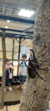 JOYPOLIS 特別イベントスペースに投稿された画像（2023/9/2）