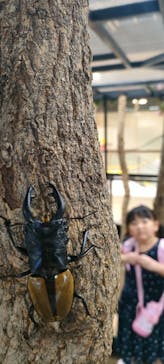 JOYPOLIS 特別イベントスペースに投稿された画像（2023/9/2）