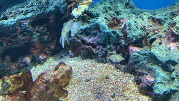 サンシャイン水族館に投稿された画像（2023/9/2）