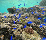 武藤潜水に投稿された画像（2023/9/2）