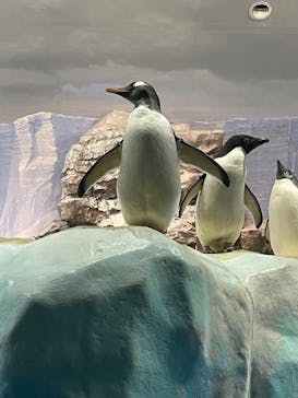 名古屋港水族館に投稿された画像（2023/9/2）