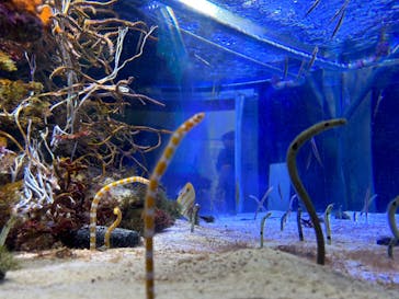 名古屋港水族館に投稿された画像（2023/9/2）