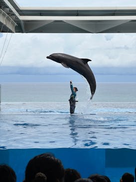 上越市立水族博物館 うみがたりに投稿された画像（2023/9/2）