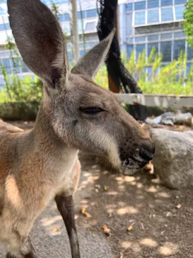 神戸どうぶつ王国に投稿された画像（2023/9/2）