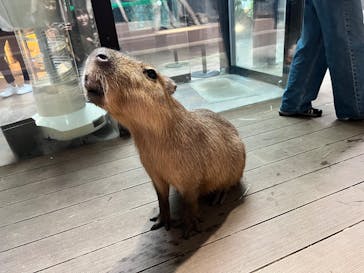 カワスイ 川崎⽔族館に投稿された画像（2023/9/2）