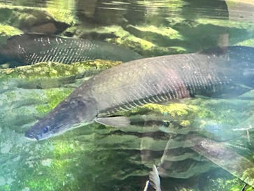 カワスイ 川崎⽔族館に投稿された画像（2023/9/2）