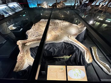 福井県立恐竜博物館に投稿された画像（2023/9/2）