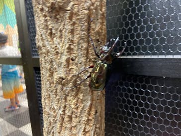 JOYPOLIS 特別イベントスペースに投稿された画像（2023/9/2）