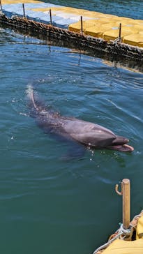 日間賀島ドルフィンビーチに投稿された画像（2023/9/2）